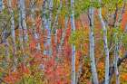 USA, Utah, Garden City. Aspen and maple on hillsides just east of town Art Print
